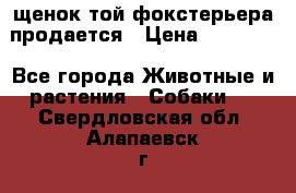 щенок той-фокстерьера продается › Цена ­ 25 000 - Все города Животные и растения » Собаки   . Свердловская обл.,Алапаевск г.